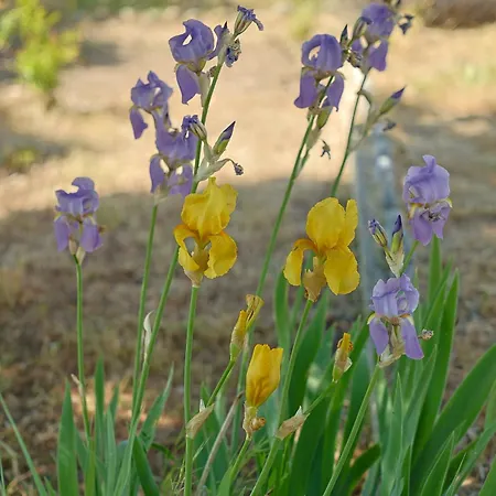 Zeusplace Jasmine House 아파트